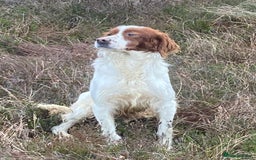 Irish Setter dogs for sale: 17 month old Irish Red & White Male Setter - Image 3