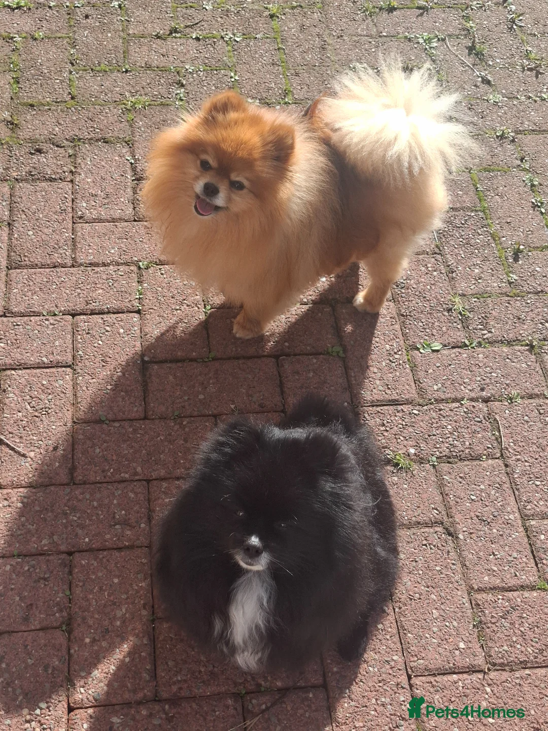 Pomeranian dogs for sale: Pomeranian girl  - Advert 2