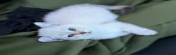 Scottish Fold cats for sale: Beautiful 9 Week Old Female Scottish Fold Kitten - Advert 2