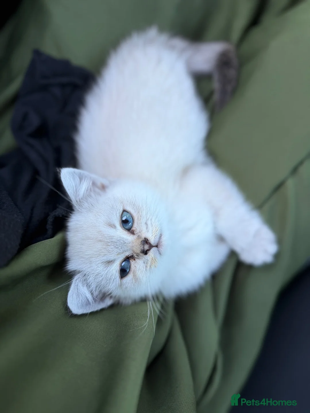 Scottish Fold cats for sale: Beautiful 9 Week Old Female Scottish Fold Kitten - Advert 2