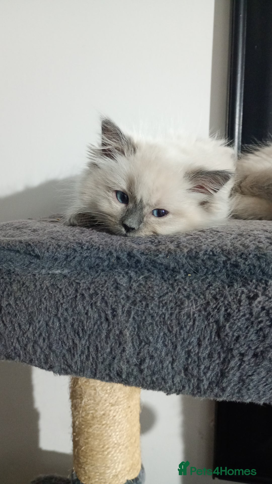 Ragdoll cats for sale: Beautiful full ragdoll kittens £695 - Advert 10