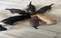 Mixed Breed dogs for sale: French Bulldog/Manchester Terrier hybrid. - Image 5