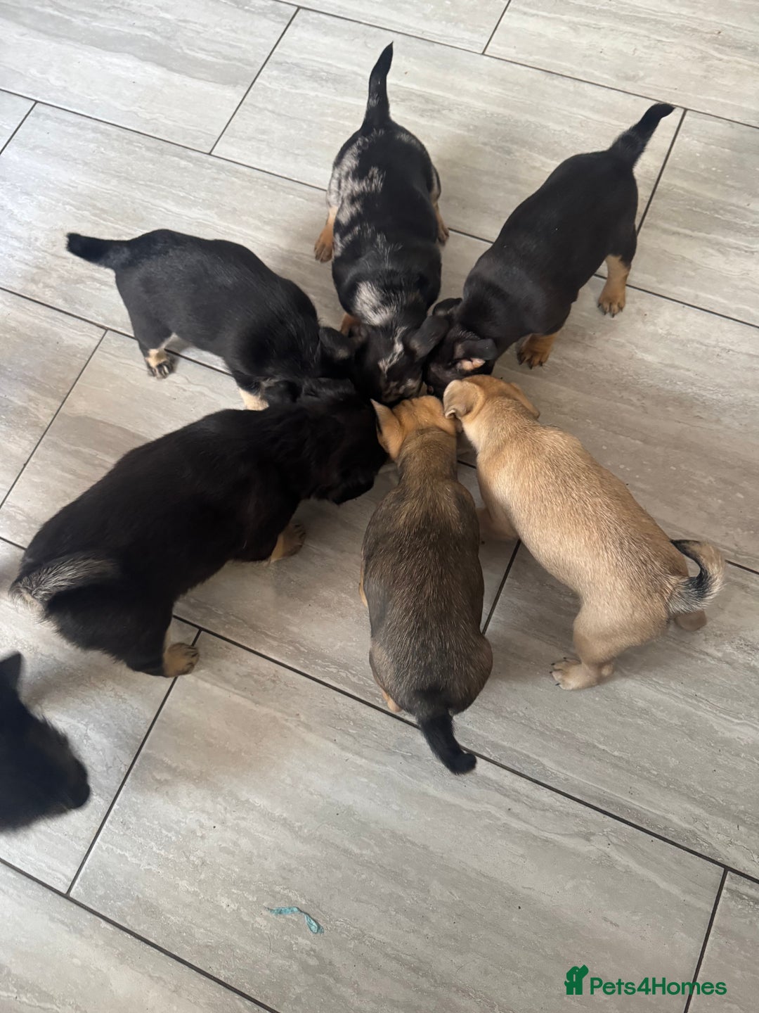 Mixed Breed dogs for sale: French Bulldog/Manchester Terrier hybrid. - Image 5
