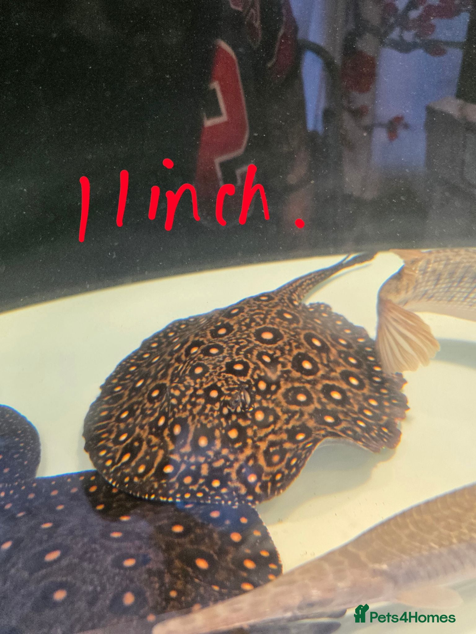 Other/Mixed Breed fish Trio of royal marble stingrays - Advert 1