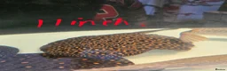 Other/Mixed Breed fish for sale: Trio of royal marble stingrays in Southampton - Advert 1