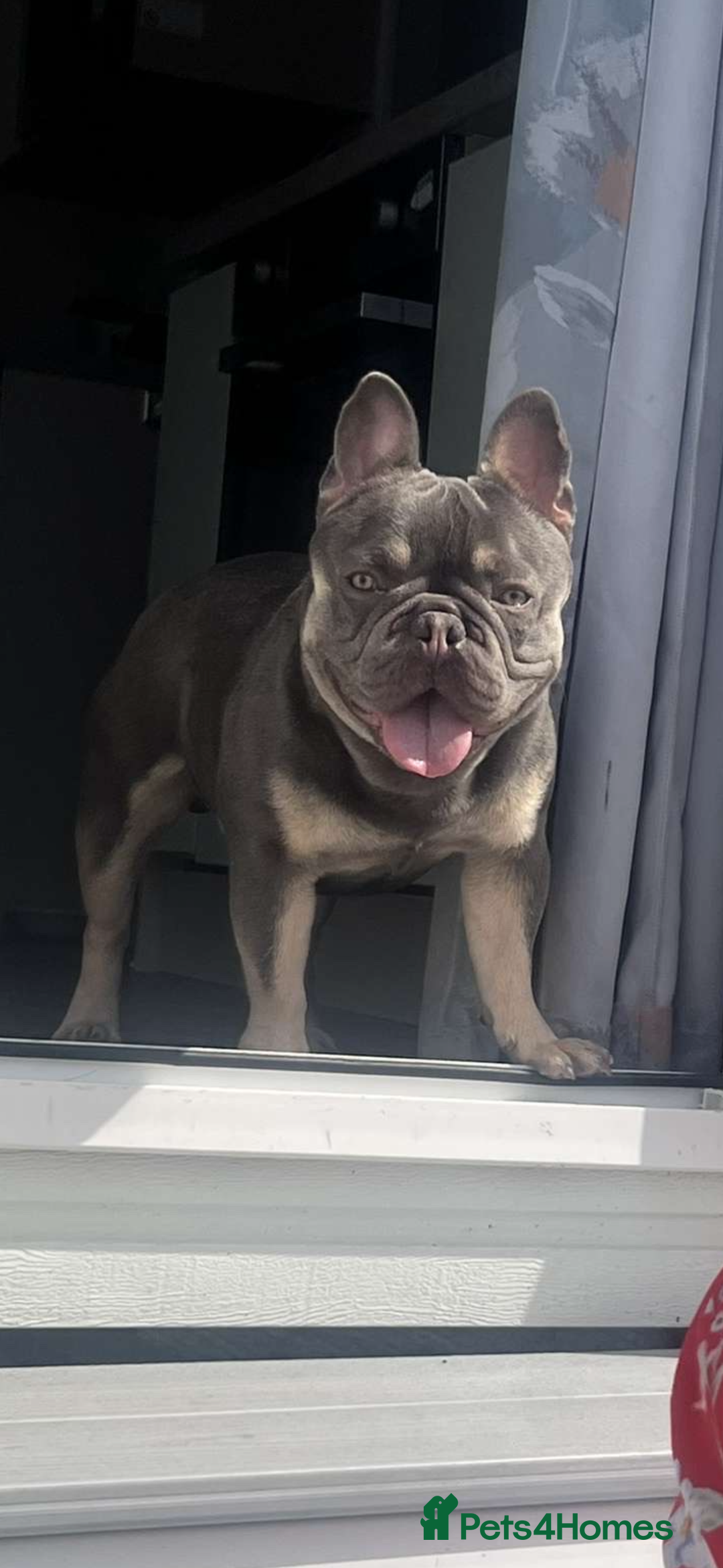 French Bulldog dogs for sale: French bulldog  - Advert 2