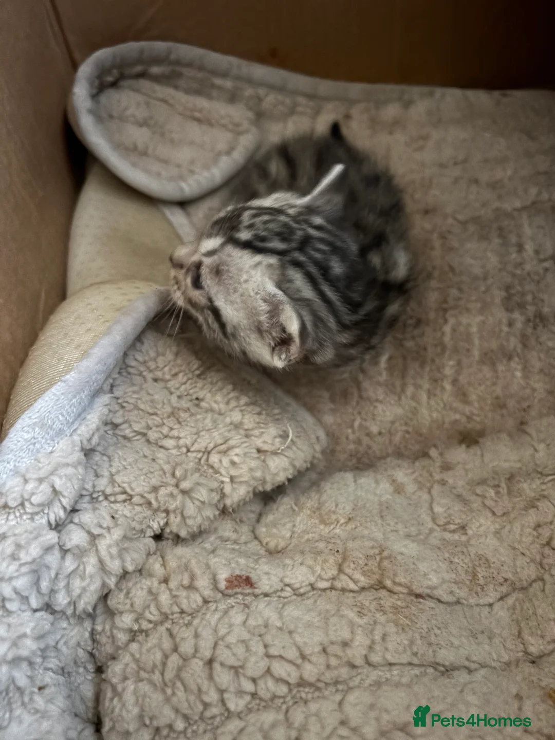 Bengal cats for sale: Silver spotted bengal kittens - Advert 8