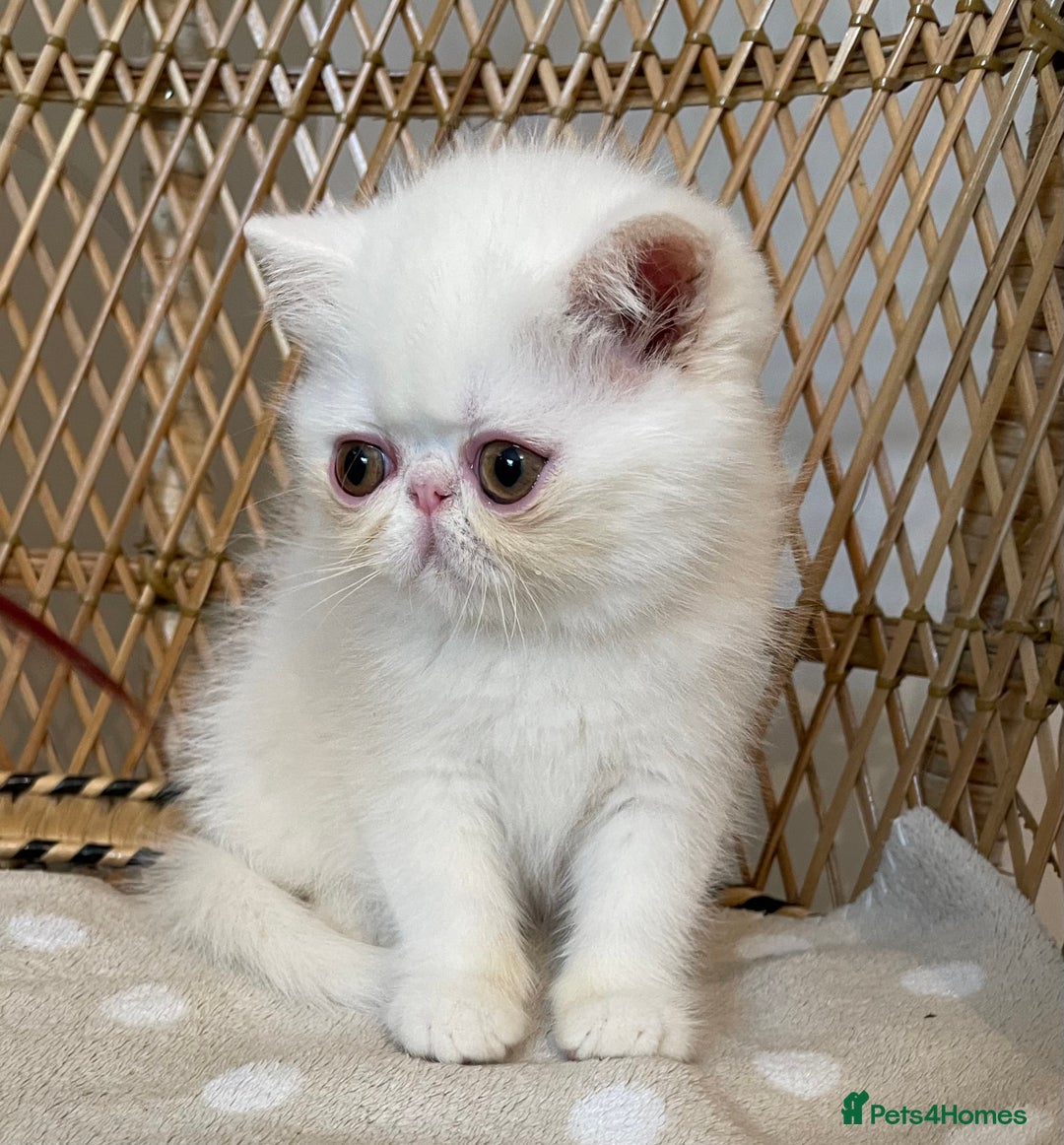 Exotic cats for sale: ❤️Stunning Exotic Shorthair & Longhair Kittens❤️  - Image 10