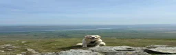 Golden Retriever dogs for stud: Golden retriever  - Advert 5