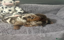 Miniature Dachshund dogs for sale: Stunning Miniture Dachshund pups for sale - Advert 8