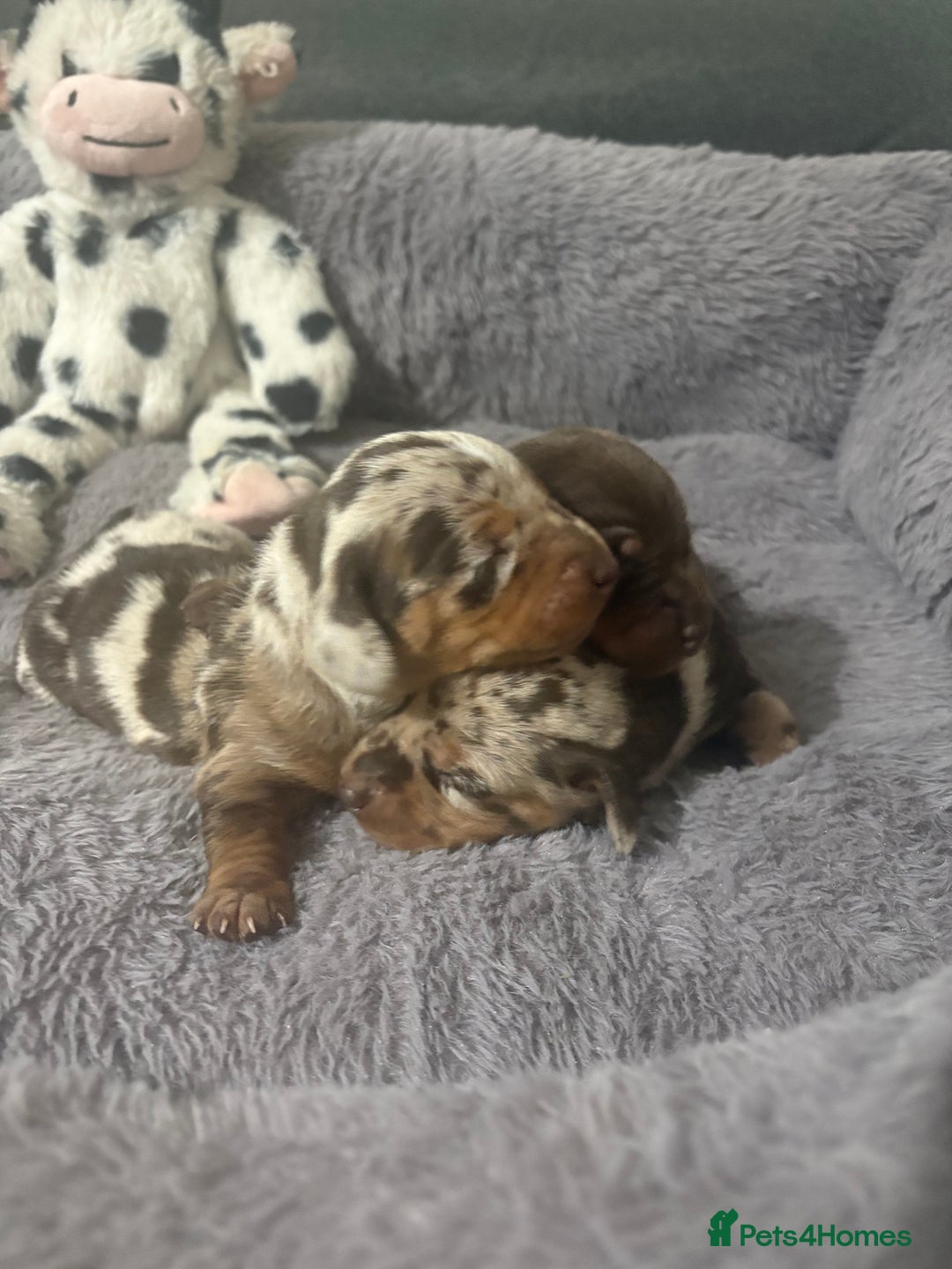 Miniature Dachshund dogs for sale: Stunning Miniture Dachshund pups for sale - Advert 8