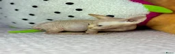 Sphynx cats for sale: Canadian bambino Sphynx kittens  - Advert 21