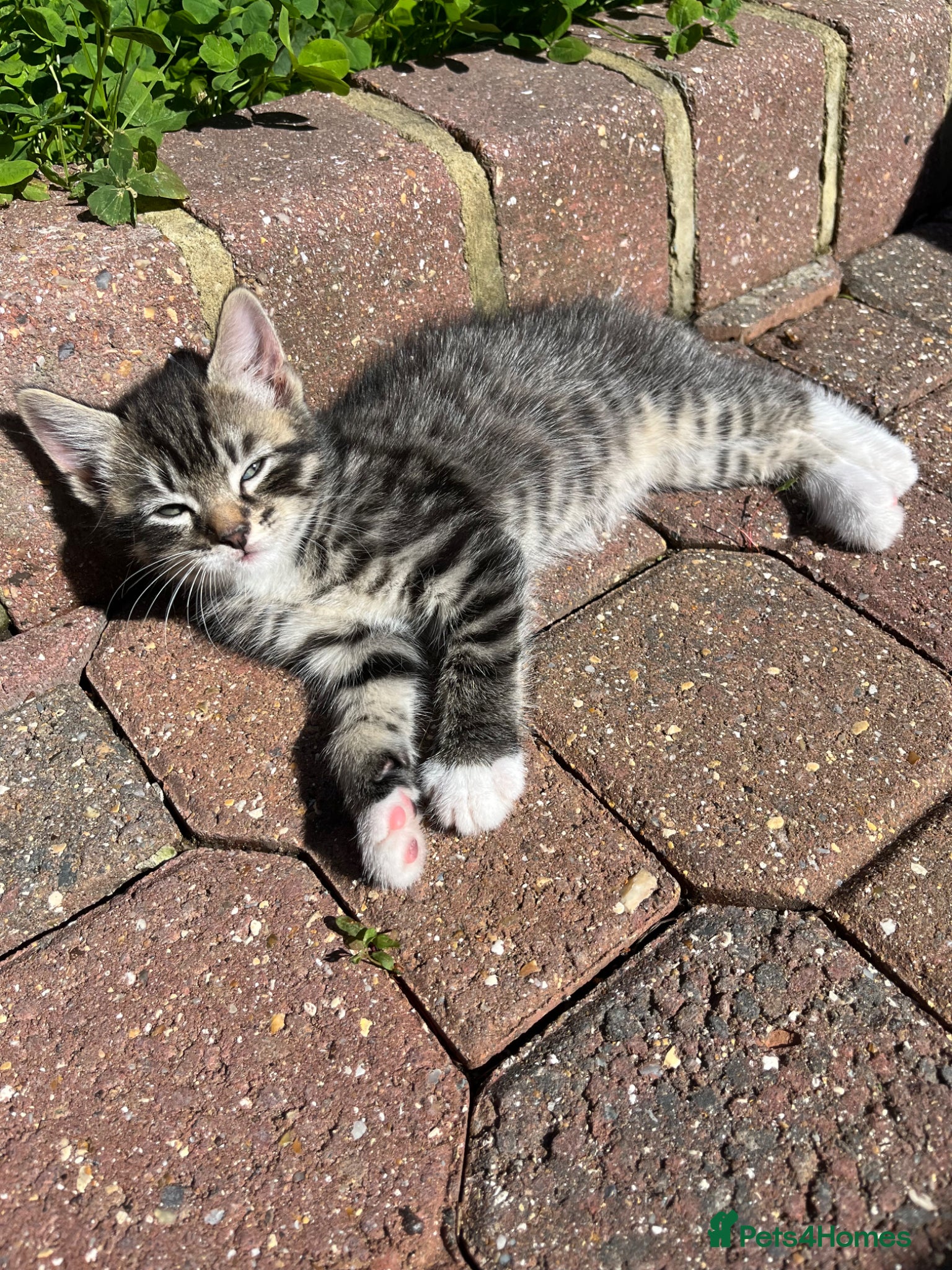 Domestic Shorthair cats for sale: Playful Tabby Kittens Ready in South Ockendon - Advert 8