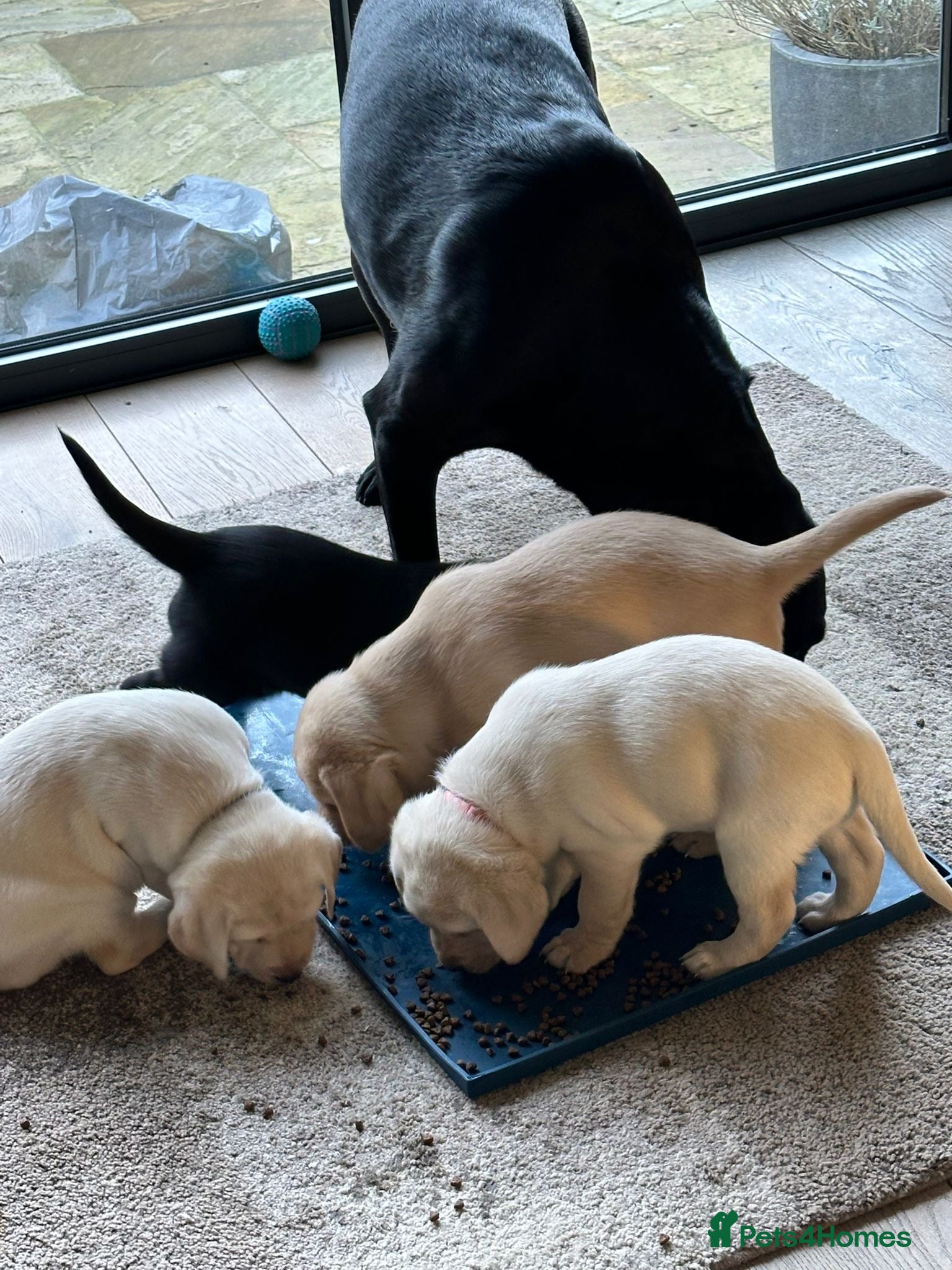 Labrador Retriever dogs Labrador Puppies - 1 Male & 3 Females Available - Advert 4
