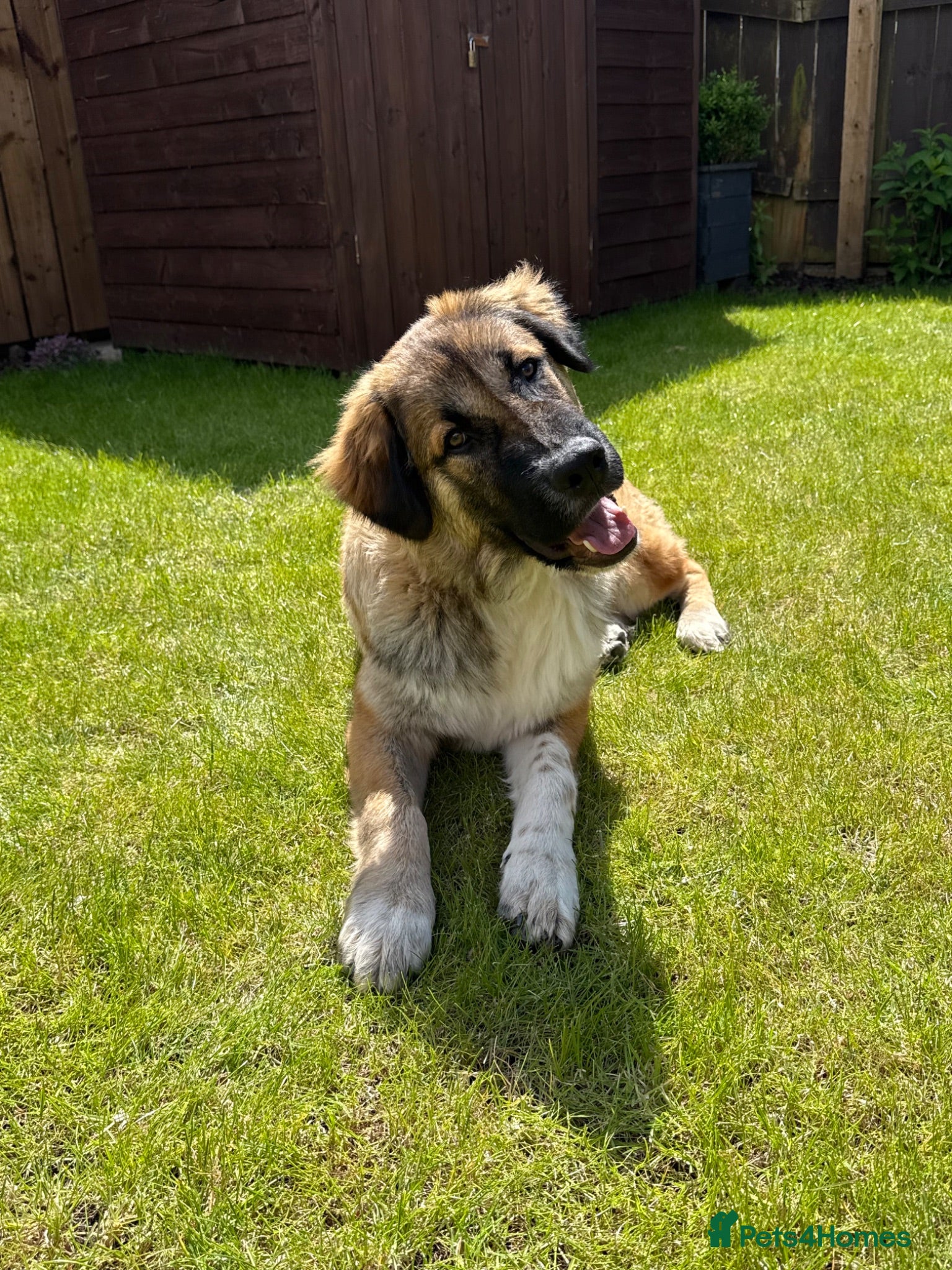 Mixed Breed dogs Loving Armenian Gampr Male 7 months old - Advert 16