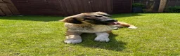 Mixed Breed dogs for sale: Loving Armenian Gampr Male 7 months old in Saltburn-by-the-Sea - Advert 1