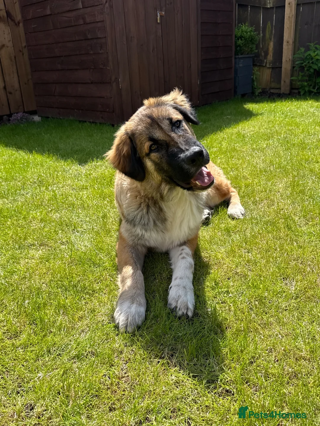 Mixed Breed dogs for sale: Loving Armenian Gampr Male 7 months old in Saltburn-by-the-Sea - Advert 1