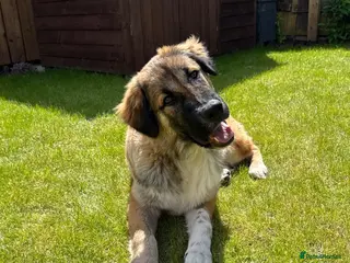 Mixed Breed dogs Loving Armenian Gampr Male 7 months old - Advert 1
