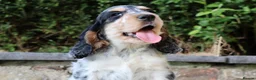 Cocker Spaniel dogs for sale: Extensively Health tested Parents & UNIQUE colours - Advert 4