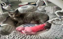 British Shorthair cats for sale: Retired British Queens - Image 5