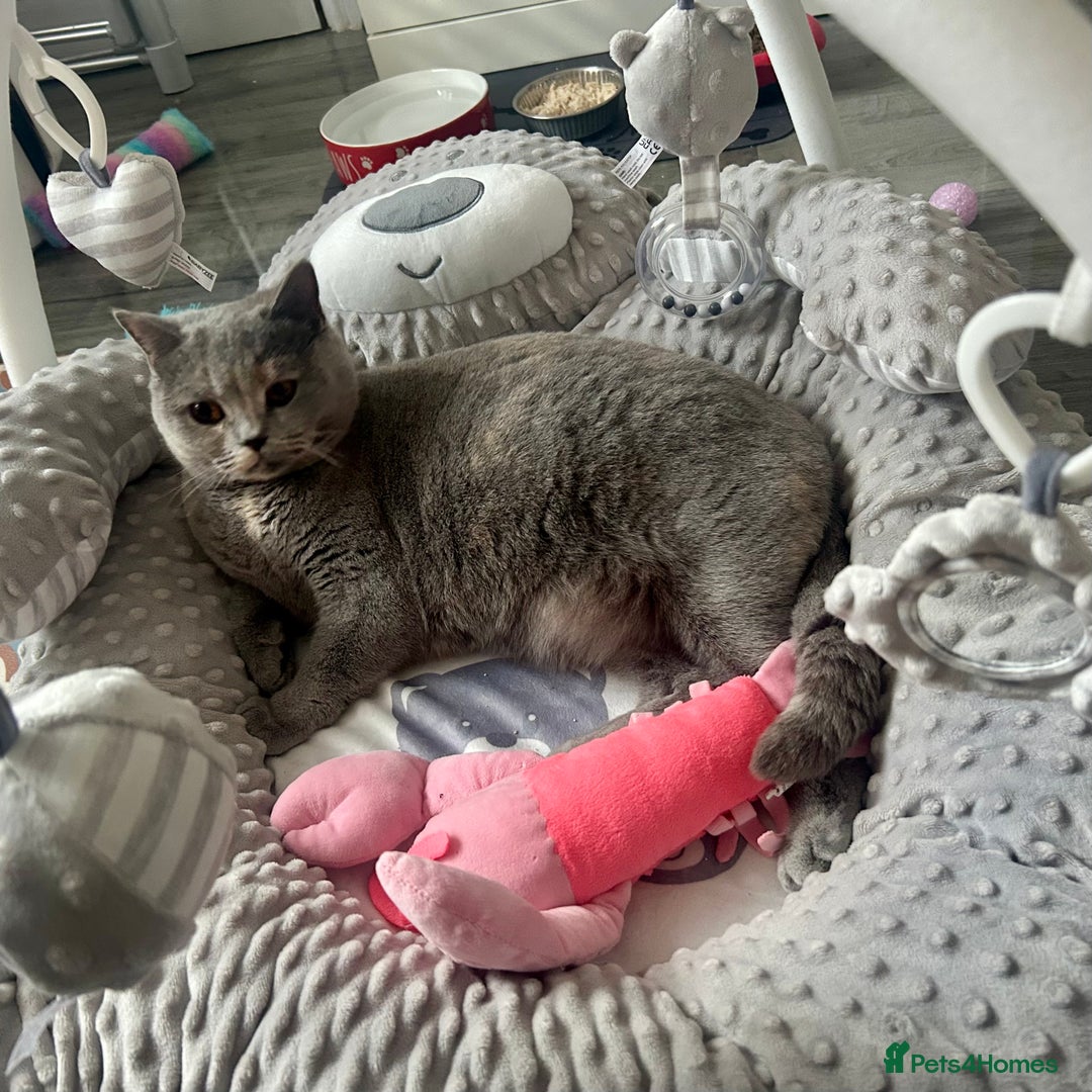 British Shorthair cats for sale: Retired British Queens - Image 5