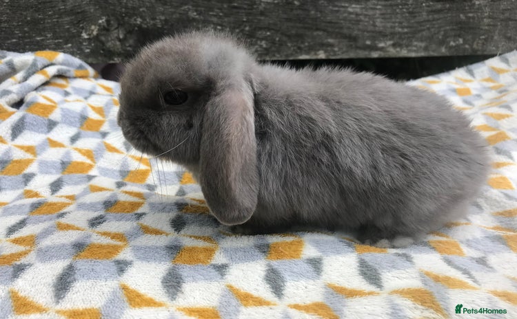 Mini Lop rabbits - Advert 3