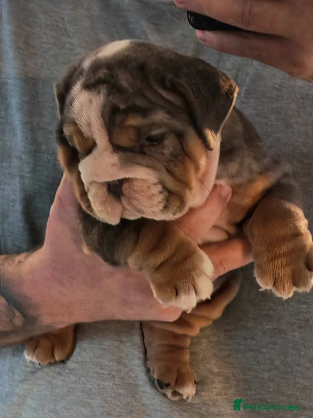 English Bulldog dogs for sale: English bulldog  - Advert 13