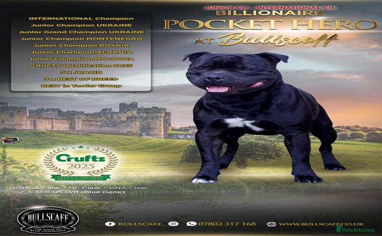 Staffordshire Bull Terrier dogs - Advert 2