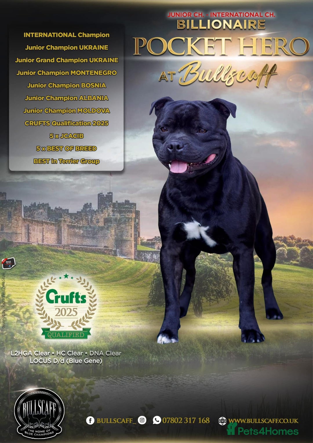 Staffordshire Bull Terrier dogs for sale: 🏆BLUE CHAMPION STAFFORDSHIRE BULL TERRIER PUPS  - Image 1