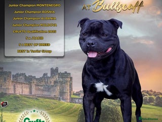 Staffordshire Bull Terrier dogs - Advert 3