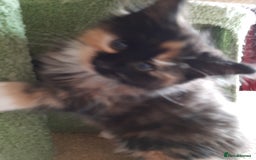 Maine Coon cats for sale: Four gorgeous girls  - Image 9