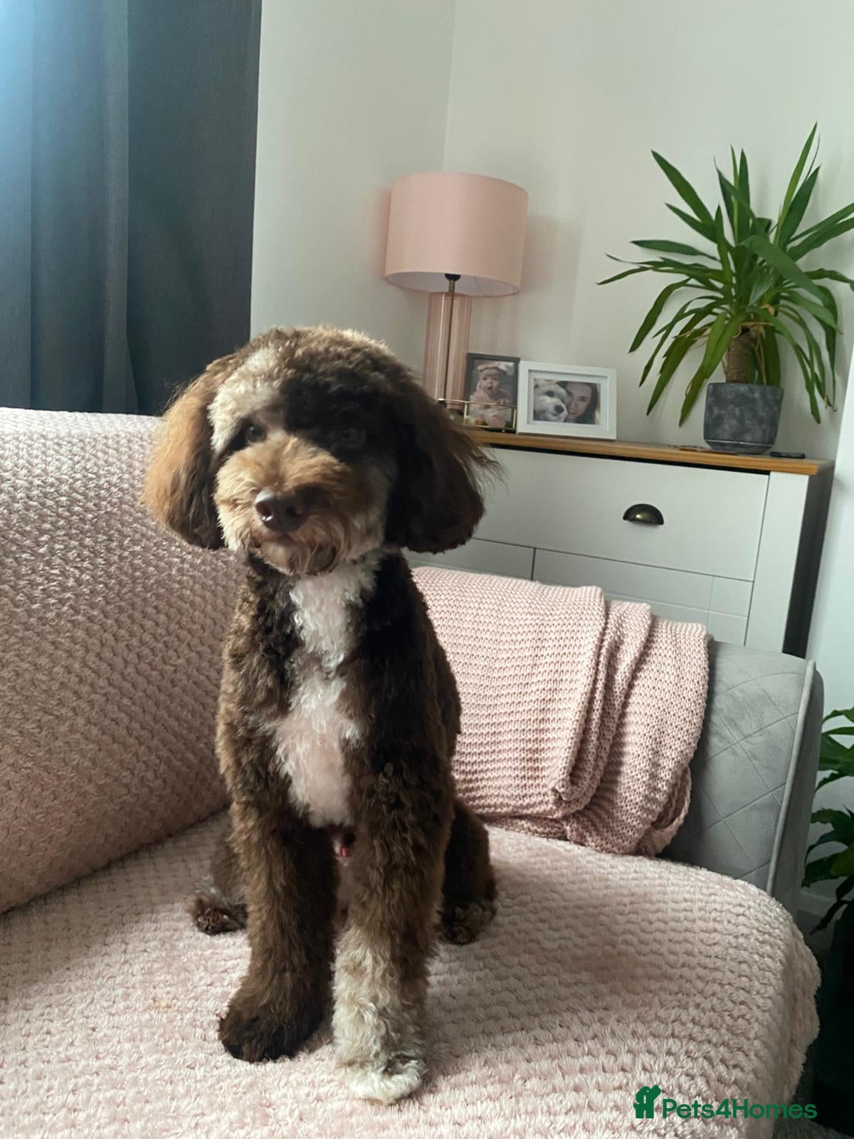 Miniature Poodle dogs Choc Merle Health Tested Mini Poodle Stud - Advert 5