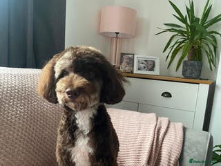 Miniature Poodle dogs Choc Merle Health Tested Mini Poodle Stud - Advert 11