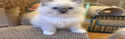 Ragdoll cats for sale: GCCF Registered Ragdoll Kittens - Advert 2
