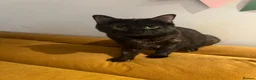 Domestic Shorthair cats for sale: Gentle Indoor Cat Ronnie Seeking a Stable Home - Advert 4