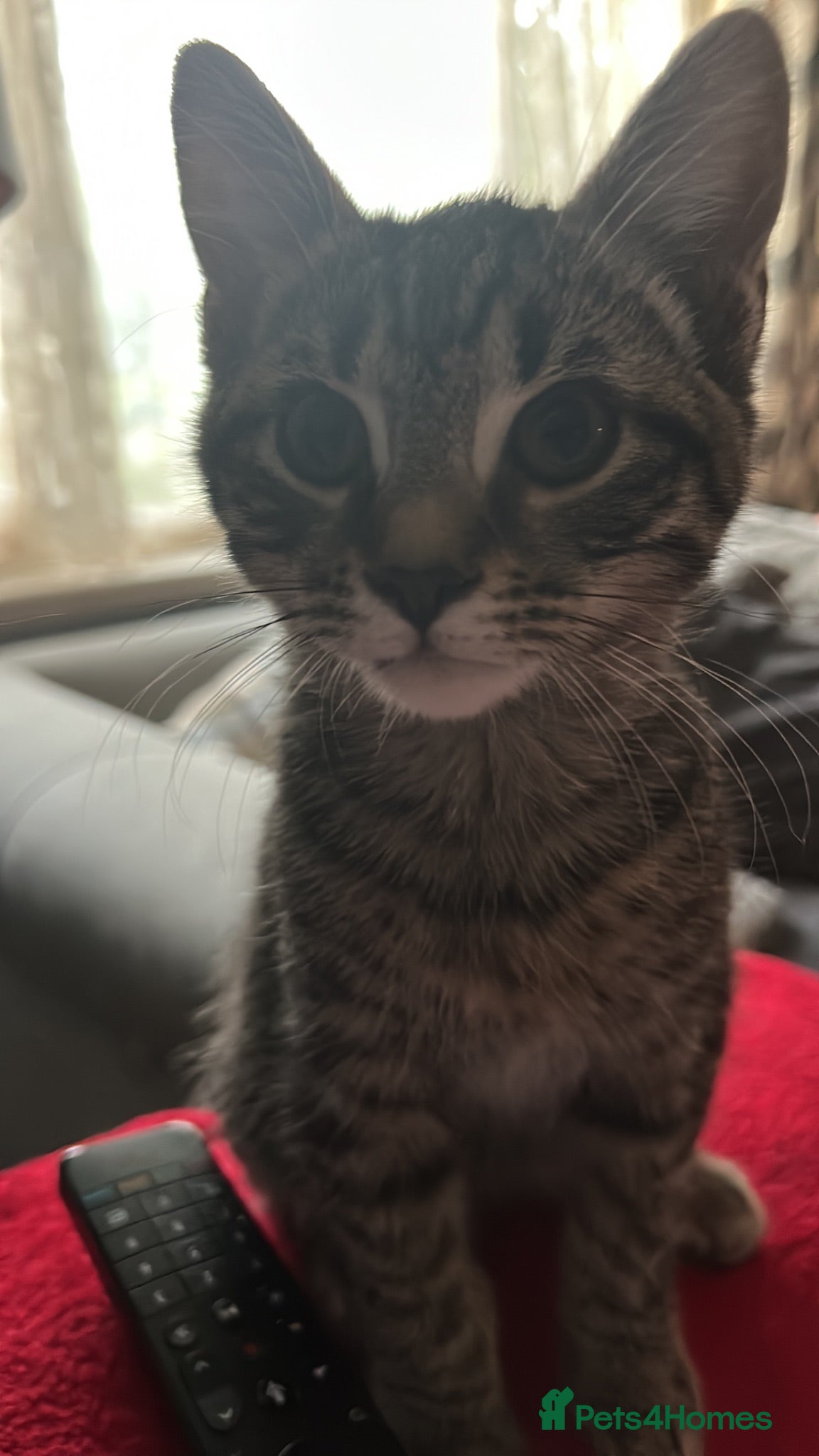 Mixed Breed cats Kitten 5 months  - Advert 1