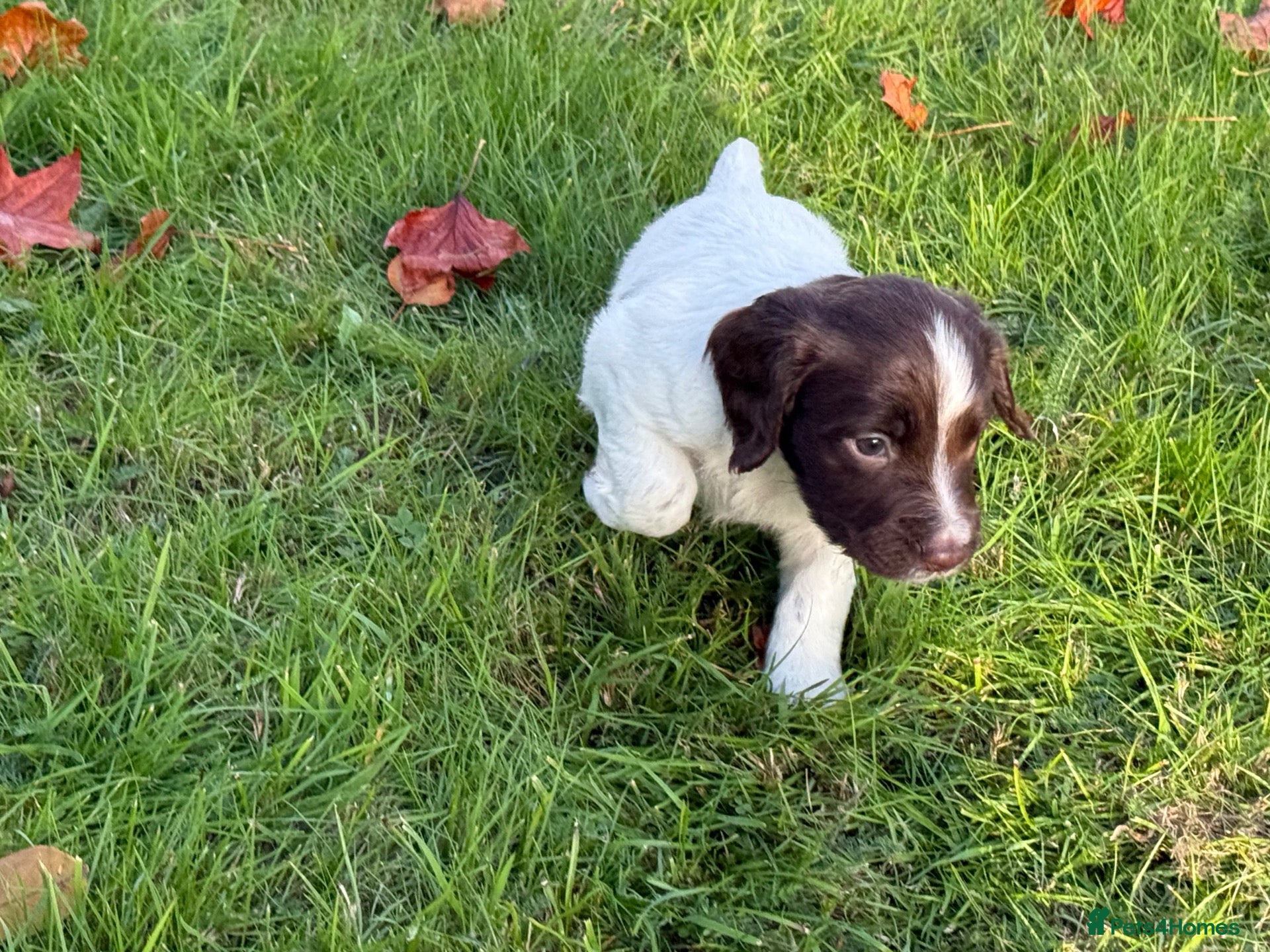 English Springer Spaniel dogs English Springer Spaniel pups, KC registered  - Advert 2