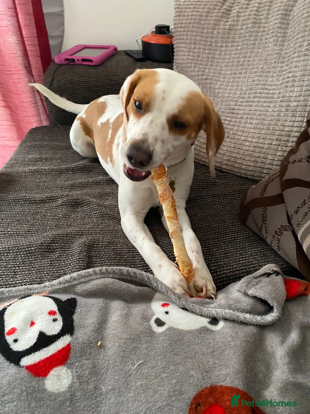 Beagle dogs for sale: Beagle - Advert 4