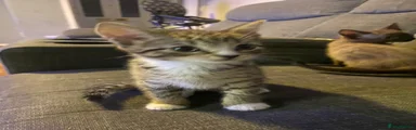Domestic Shorthair 4