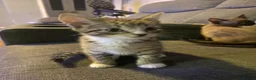Domestic Shorthair cats for sale: Stunning super friendly kittens in Manchester - Advert 7
