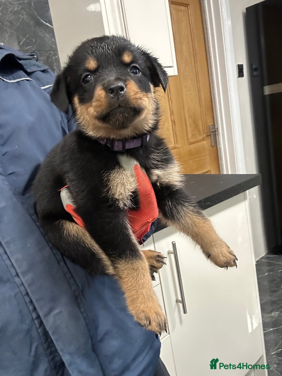Rottweiler dogs for sale: Rottweiler puppies For sale  - Image 14