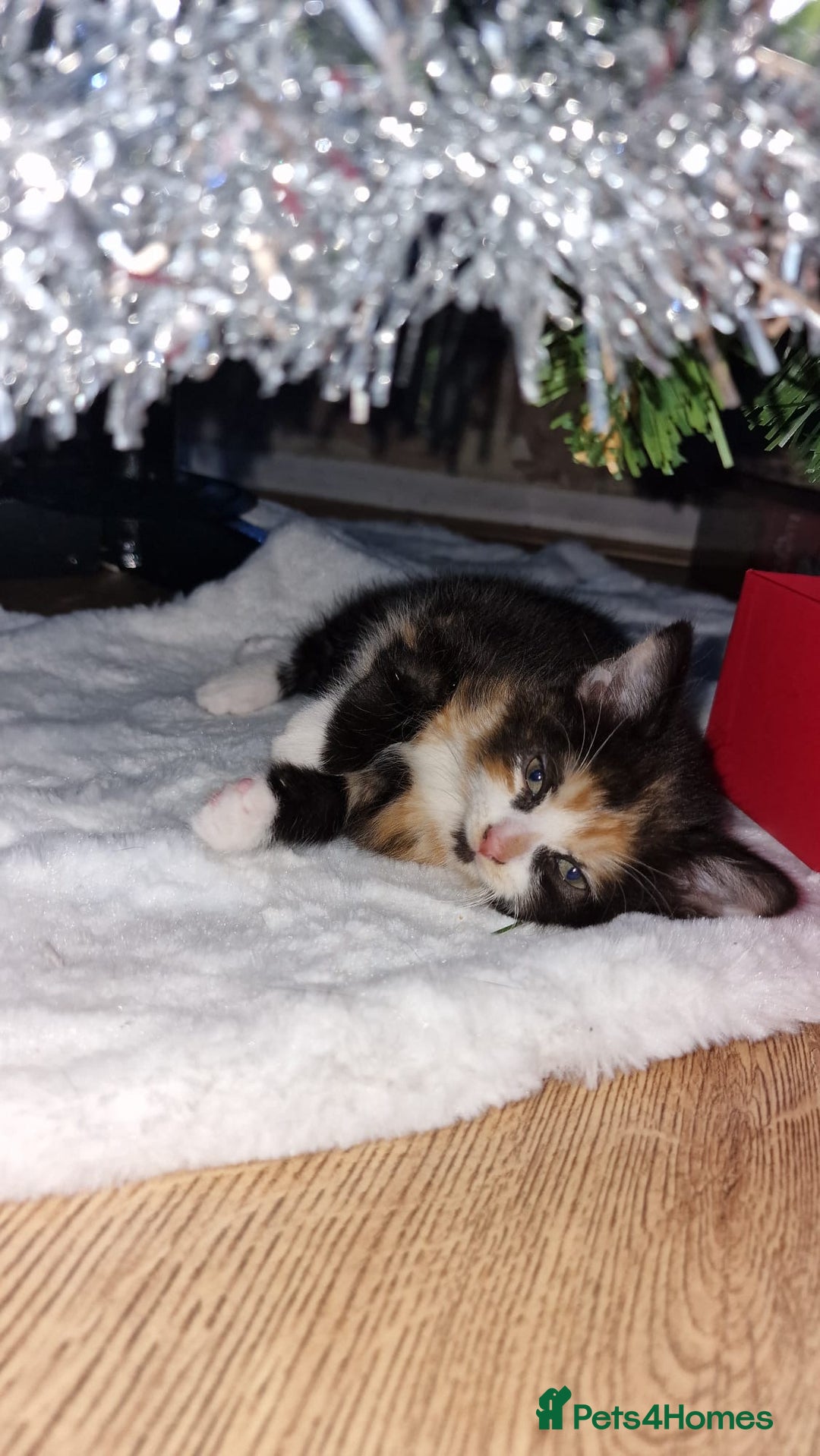 Mixed Breed cats for sale: Female Kitten 🖤 - Advert 1