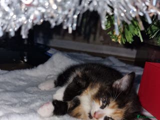 Mixed Breed cats Female Kitten 🖤 - Advert 3