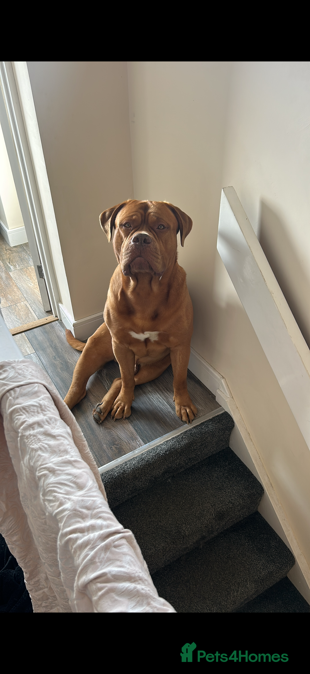 Dogue De Bordeaux dogs for stud: Kenzduo Ultra-Calm KC Registered Dogue de Bordeaux - Advert 6