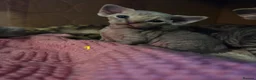 Devon Rex cats for sale: 💛 Devon Rex Kittens–2027 Litter Reservations 💛 - Advert 12