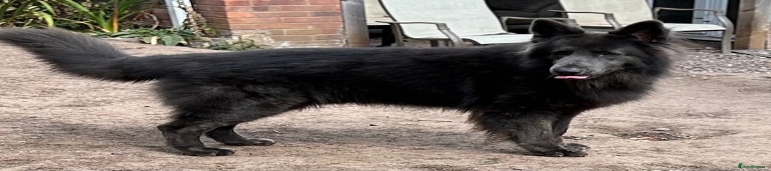 German Shepherd clyde