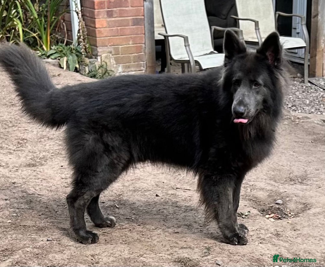 German Shepherd dogs for sale: German shepherd  - Image 1