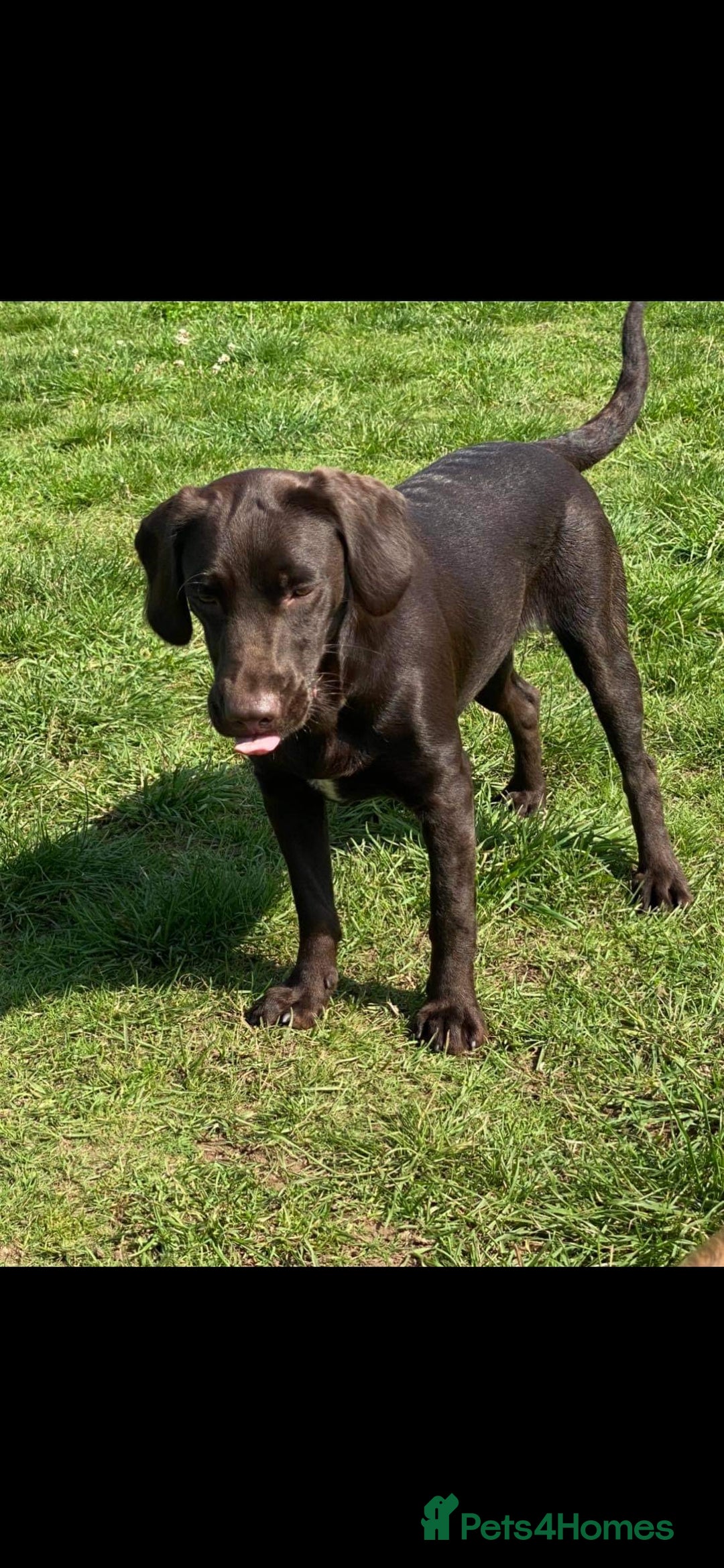 Labrador Retriever dogs for sale: LABRADOR PUPPIES  - Advert 11