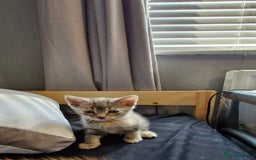Domestic Shorthair cats for sale: Grey part tabby girl - Image 2