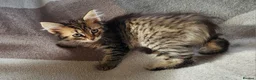 Siberian cats for sale: Traditional pure Siberian kittens, TICA reg - Advert 12